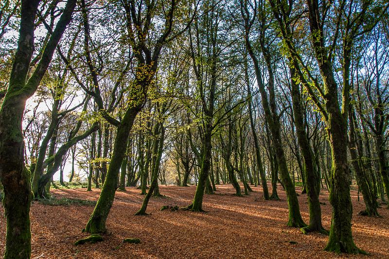 2017_11_03_Mont beuvray (0068).jpg - Mont Beuvray (novembre 2017)